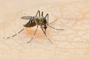 Mosquitos a pain, but also useful